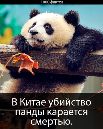 Интересные факты