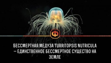 Интересные факты