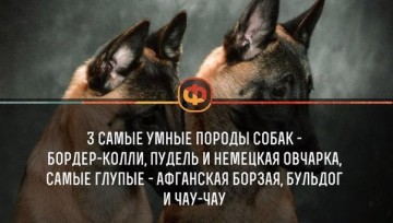 Интересные факты
