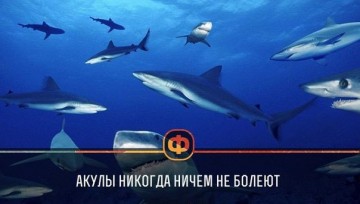 Интересные факты
