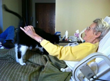 Пушистое золотое сердце